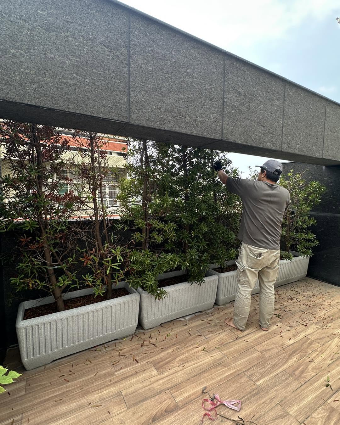 頂樓植栽修剪
