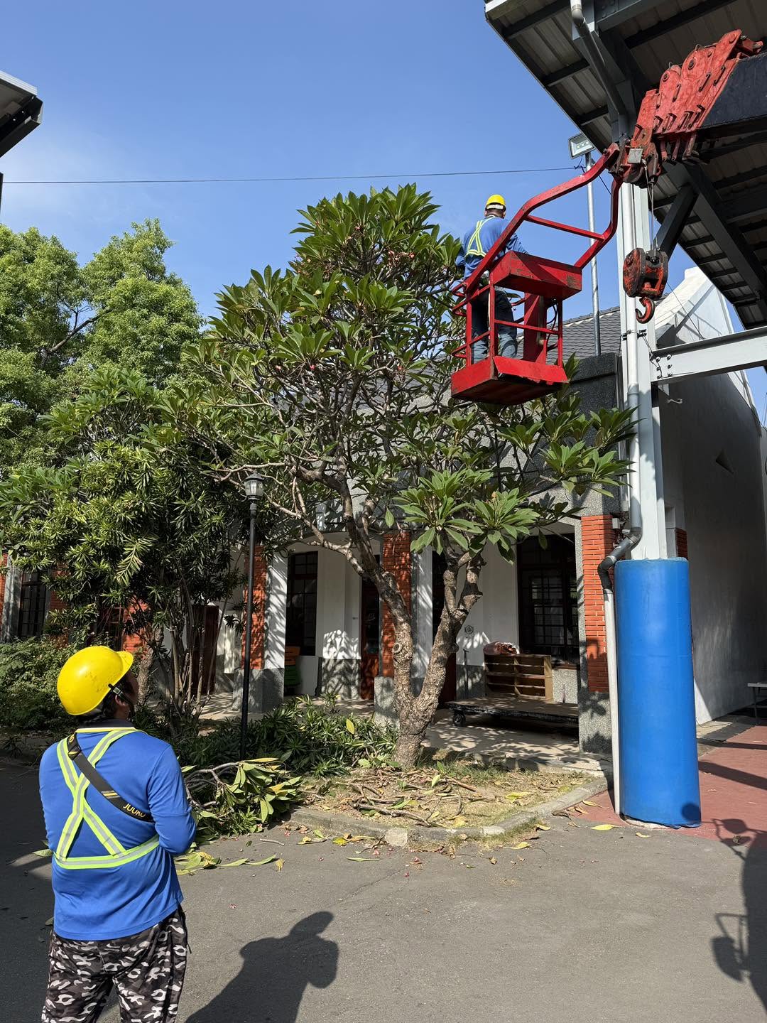 高空修剪作業