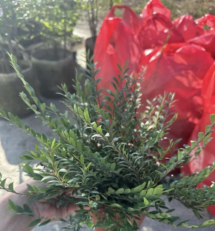 寬乘職人 綠雕魔術師錫蘭葉下珠 5吋盆栽
