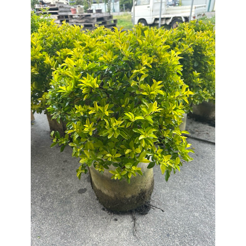 球型金露花 直徑約40cm 圍籬植物